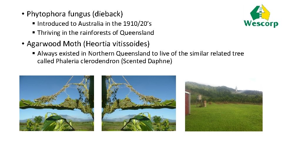  • Phytophora fungus (dieback) § Introduced to Australia in the 1910/20’s § Thriving