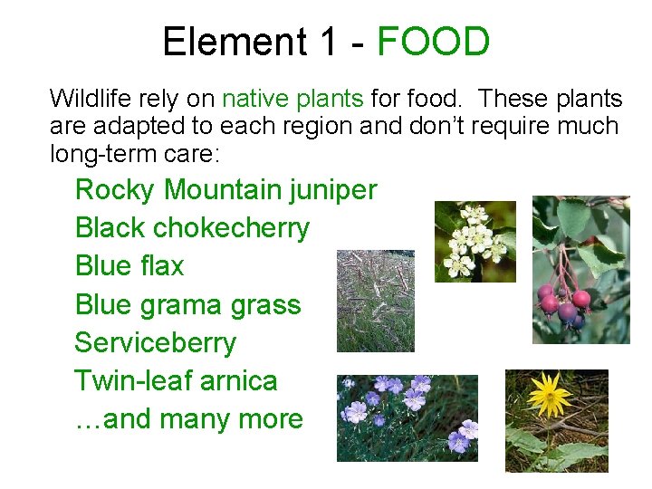 Element 1 - FOOD Wildlife rely on native plants for food. These plants are