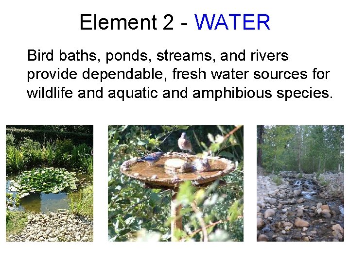 Element 2 - WATER Bird baths, ponds, streams, and rivers provide dependable, fresh water