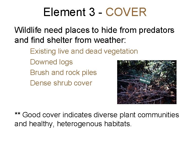 Element 3 - COVER Wildlife need places to hide from predators and find shelter