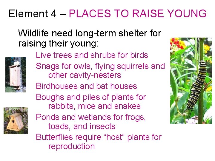 Element 4 – PLACES TO RAISE YOUNG Wildlife need long-term shelter for raising their