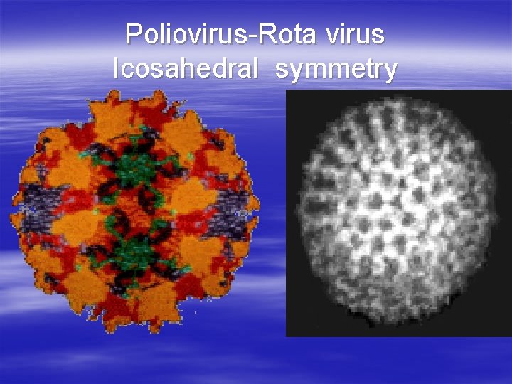 Poliovirus-Rota virus Icosahedral symmetry 