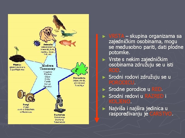 ► ► ► VRSTA – skupina organizama sa zajedničkim osobinama, mogu se međusobno pariti,