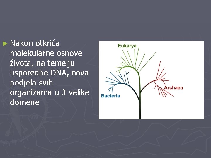 ► Nakon otkrića molekularne osnove života, na temelju usporedbe DNA, nova podjela svih organizama