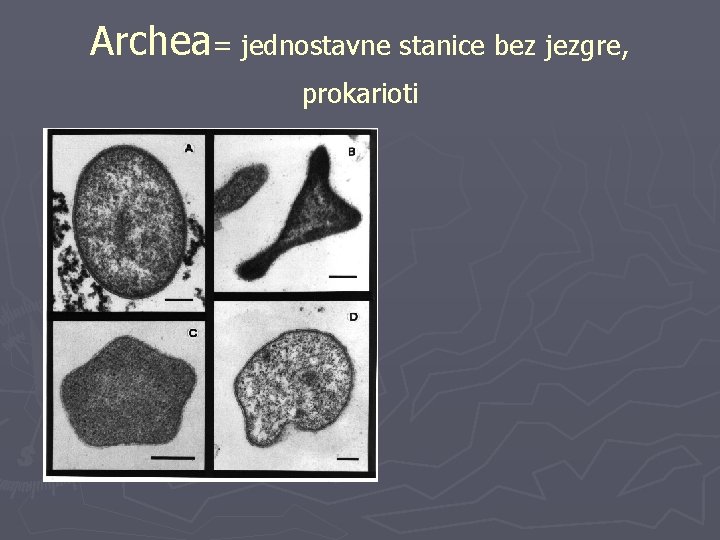 Archea= jednostavne stanice bez jezgre, prokarioti 
