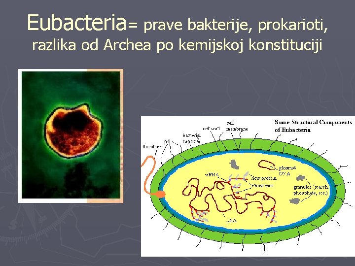 Eubacteria= prave bakterije, prokarioti, razlika od Archea po kemijskoj konstituciji 