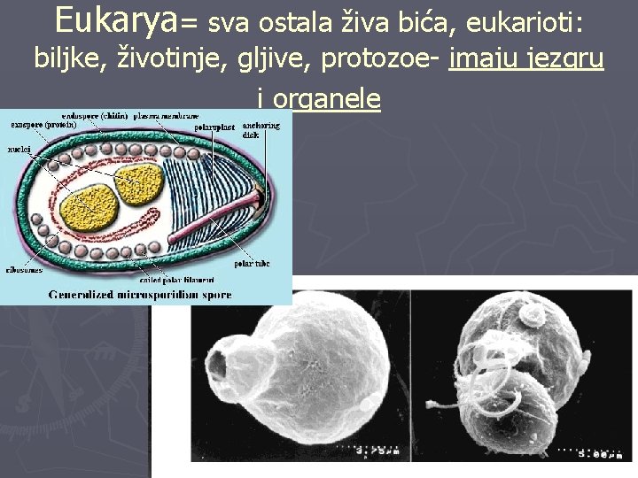 Eukarya= sva ostala živa bića, eukarioti: biljke, životinje, gljive, protozoe- imaju jezgru i organele
