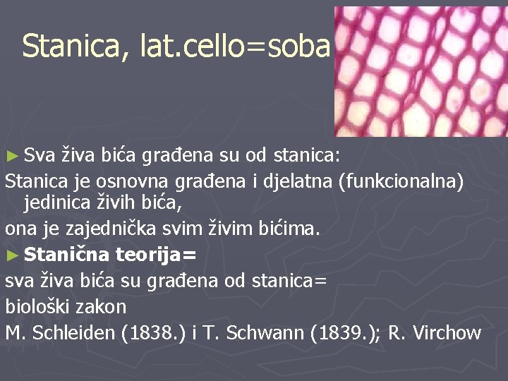 Stanica, lat. cello=soba ► Sva živa bića građena su od stanica: Stanica je osnovna