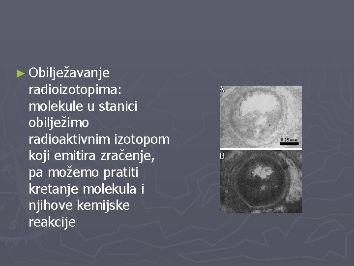 ► Obilježavanje radioizotopima: molekule u stanici obilježimo radioaktivnim izotopom koji emitira zračenje, pa možemo