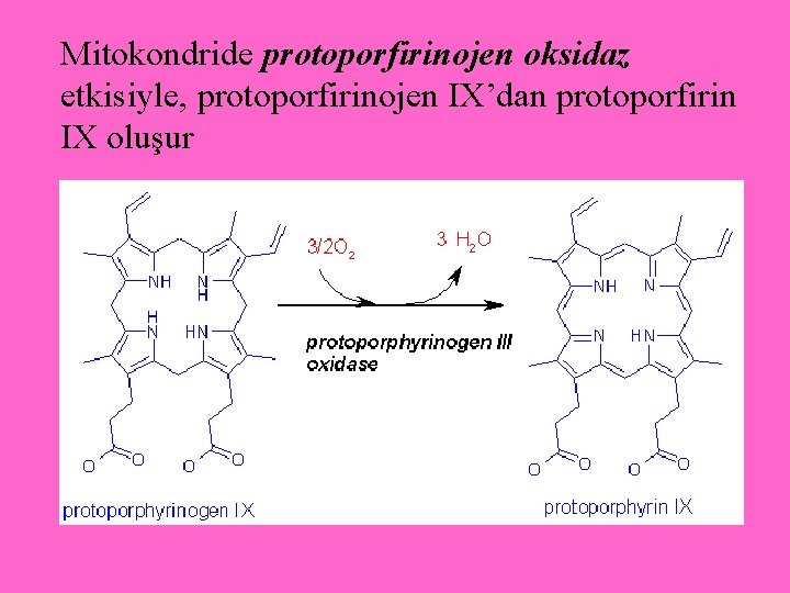 Mitokondride protoporfirinojen oksidaz etkisiyle, protoporfirinojen IX’dan protoporfirin IX oluşur 