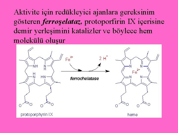 Aktivite için redükleyici ajanlara gereksinim gösteren ferroşelataz, protoporfirin IX içerisine demir yerleşimini katalizler ve