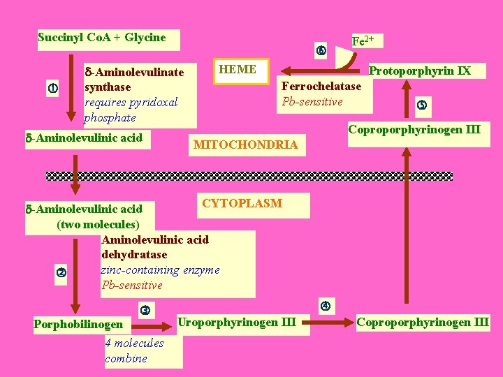 Succinyl Co. A + Glycine -Aminolevulinate synthase requires pyridoxal phosphate -Aminolevulinic acid Fe 2+