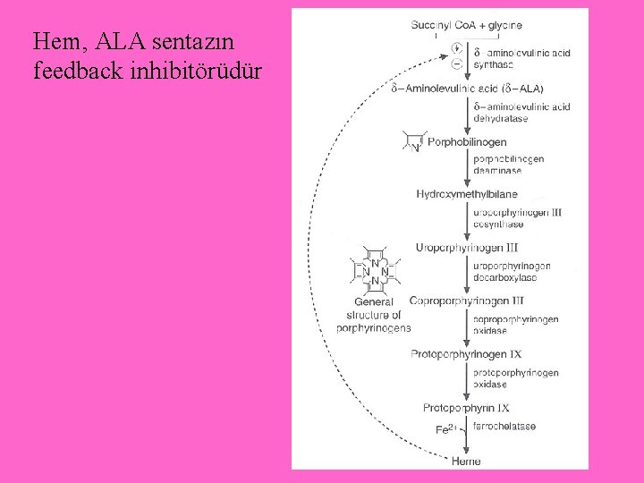 Hem, ALA sentazın feedback inhibitörüdür 