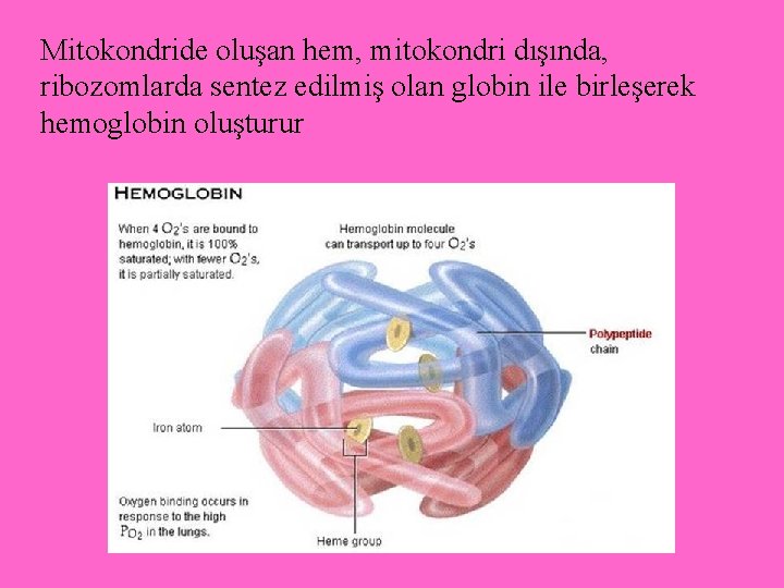 Mitokondride oluşan hem, mitokondri dışında, ribozomlarda sentez edilmiş olan globin ile birleşerek hemoglobin oluşturur