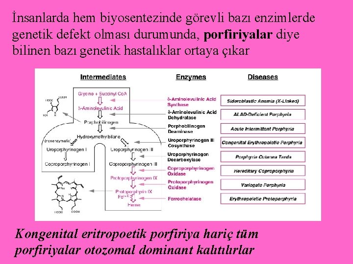 İnsanlarda hem biyosentezinde görevli bazı enzimlerde genetik defekt olması durumunda, porfiriyalar diye bilinen bazı