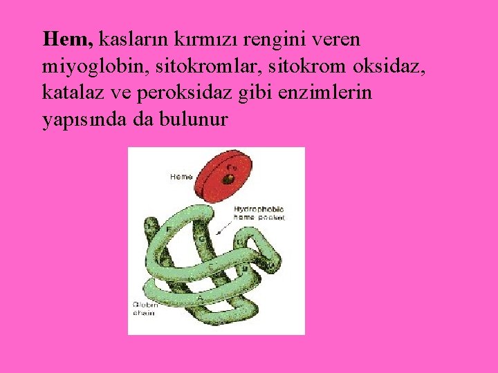 Hem, kasların kırmızı rengini veren miyoglobin, sitokromlar, sitokrom oksidaz, katalaz ve peroksidaz gibi enzimlerin