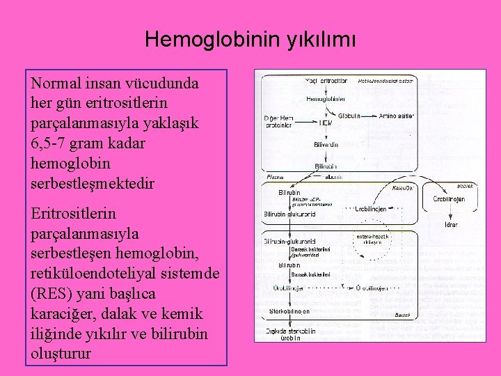 Hemoglobinin yıkılımı Normal insan vücudunda her gün eritrositlerin parçalanmasıyla yaklaşık 6, 5 -7 gram