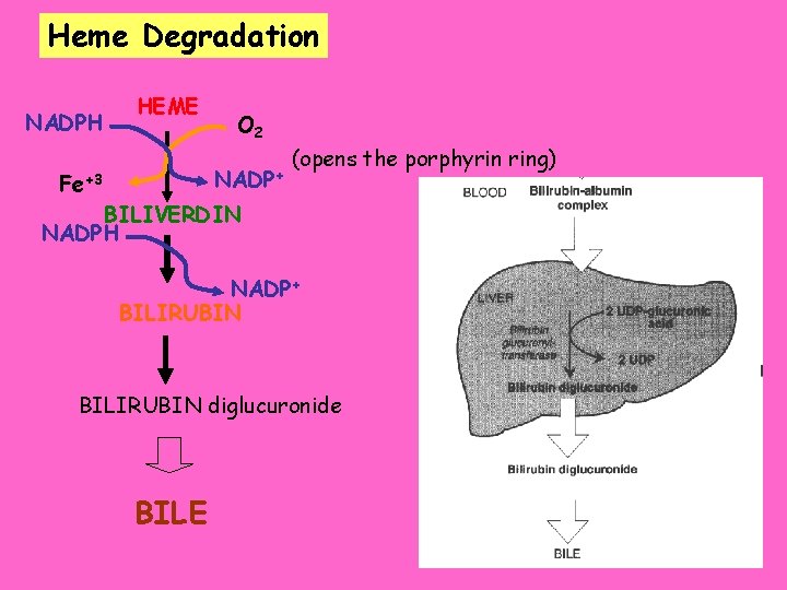 Heme Degradation NADPH HEME O 2 NADP+ Fe+3 (opens the porphyrin ring) BILIVERDIN NADPH