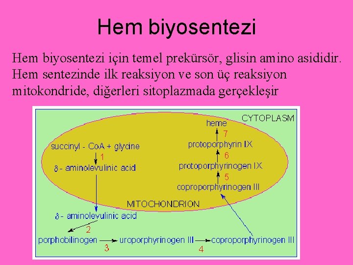 Hem biyosentezi için temel prekürsör, glisin amino asididir. Hem sentezinde ilk reaksiyon ve son