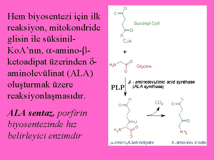 Hem biyosentezi için ilk reaksiyon, mitokondride glisin ile süksinil. Ko. A’nın, -amino- ketoadipat üzerinden