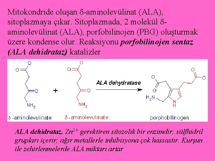 Mitokondride oluşan -aminolevülinat (ALA), sitoplazmaya çıkar. Sitoplazmada, 2 molekül aminolevülinat (ALA), porfobilinojen (PBG) oluşturmak