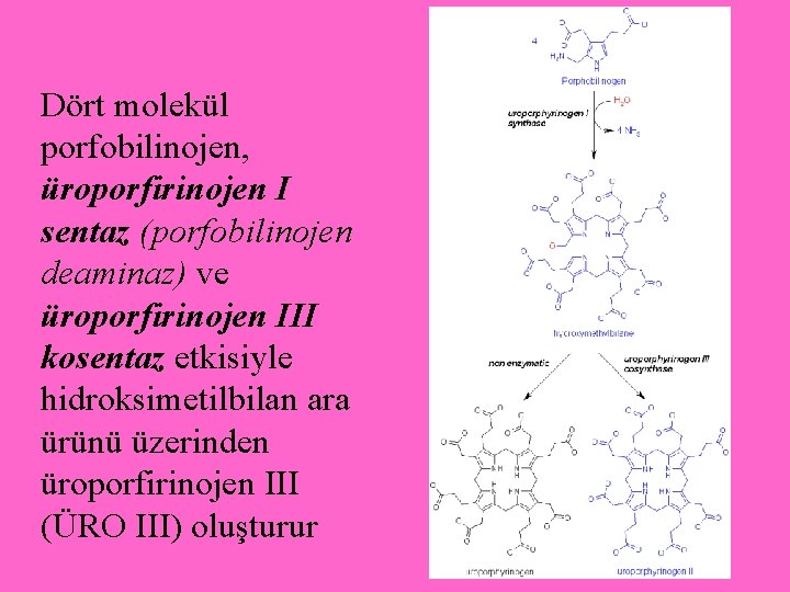 Dört molekül porfobilinojen, üroporfirinojen I sentaz (porfobilinojen deaminaz) ve üroporfirinojen III kosentaz etkisiyle hidroksimetilbilan