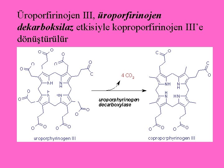 Üroporfirinojen III, üroporfirinojen dekarboksilaz etkisiyle koproporfirinojen III’e dönüştürülür 