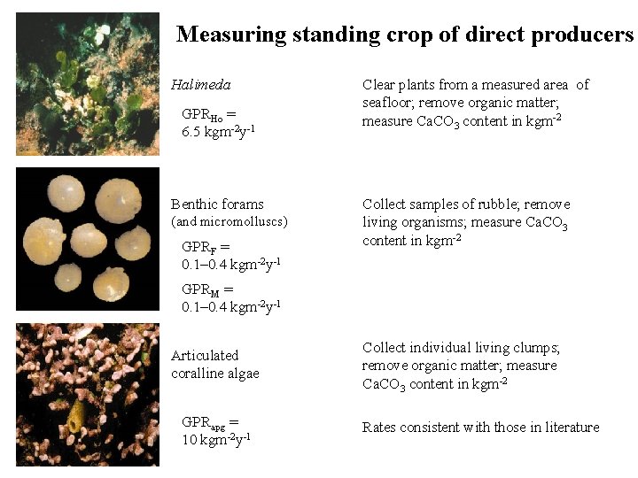 Measuring standing crop of direct producers Halimeda GPRHo = 6. 5 kgm-2 y-1 Benthic