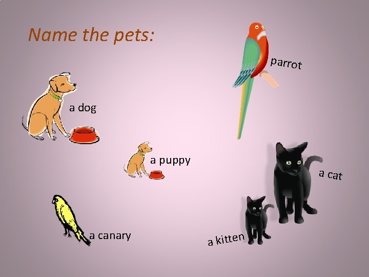 Name the pets: a parro t a dog a puppy a canary a cat