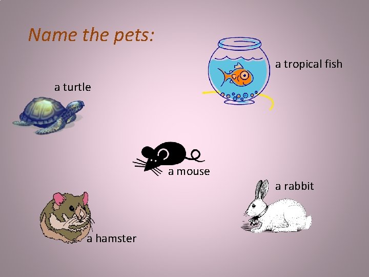 Name the pets: a tropical fish a turtle a mouse a hamster a rabbit