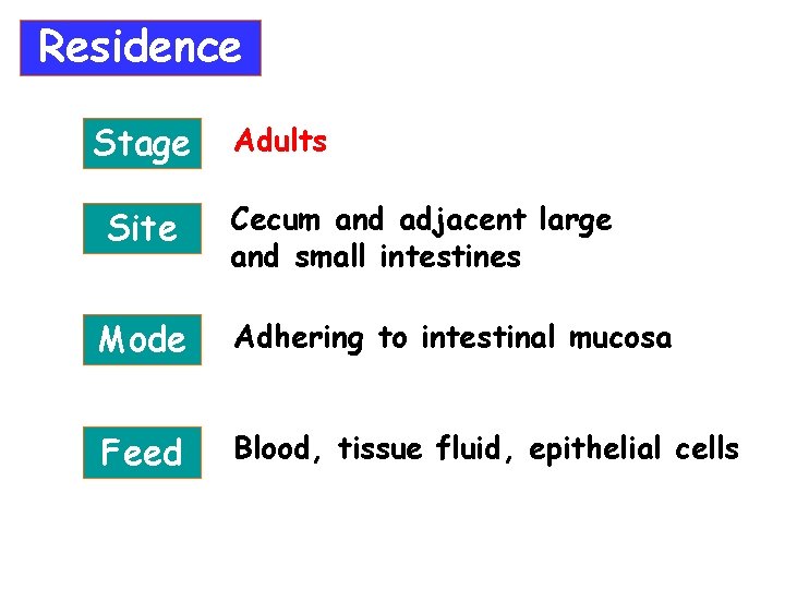 Residence Stage Site Adults Cecum and adjacent large and small intestines Mode Adhering to