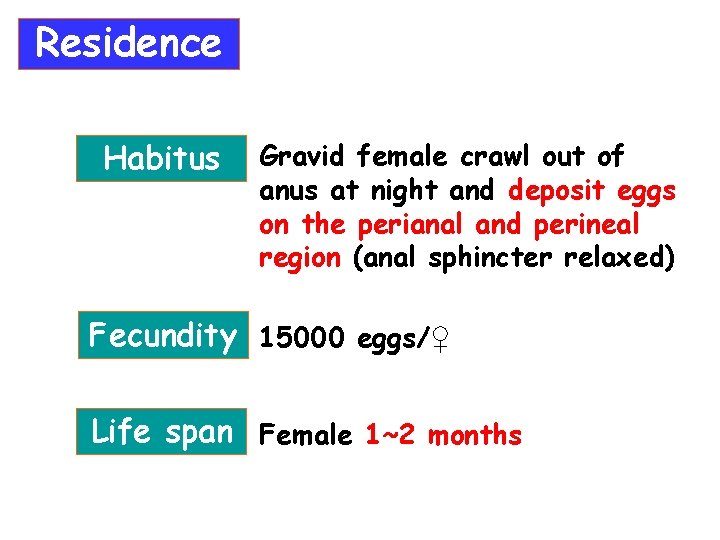 Residence Habitus Gravid female crawl out of anus at night and deposit eggs on