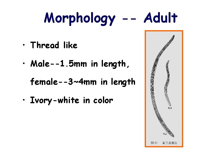 Morphology -- Adult • Thread like • Male--1. 5 mm in length, female--3~4 mm