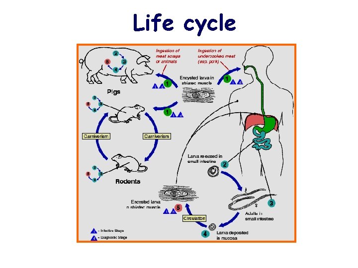 Life cycle 