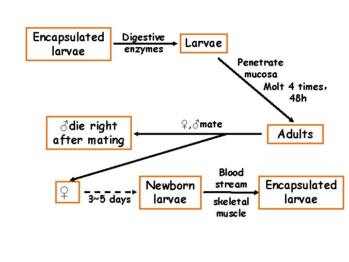 Encapsulated larvae Digestive enzymes ♂die right after mating ♀ 3~5 days Larvae Penetrate mucosa