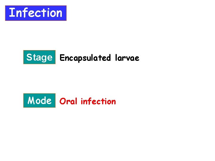 Infection Stage Encapsulated larvae Mode Oral infection 