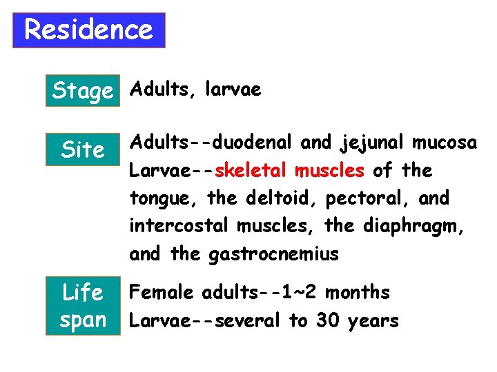 Residence Stage Adults, larvae Site Adults--duodenal and jejunal mucosa Larvae--skeletal muscles of the tongue,