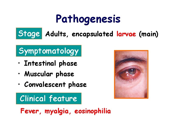 Pathogenesis Stage Adults, encapsulated larvae (main) Symptomatology • Intestinal phase • Muscular phase •