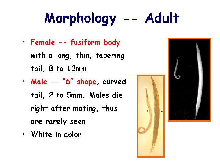 Morphology -- Adult • Female -- fusiform body with a long, thin, tapering tail,