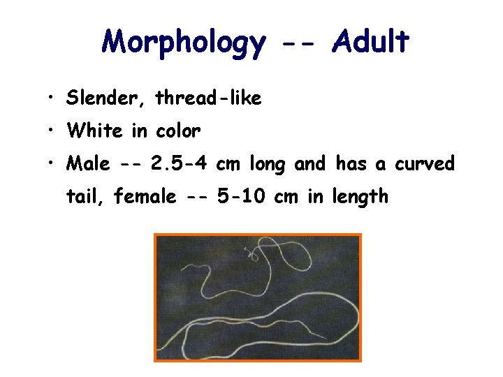 Morphology -- Adult • Slender, thread-like • White in color • Male -- 2.