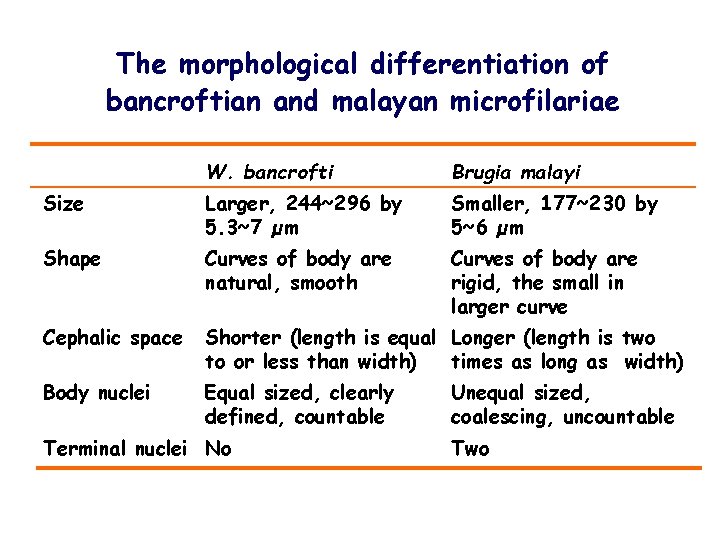 The morphological differentiation of bancroftian and malayan microfilariae W. bancrofti Brugia malayi Size Larger,