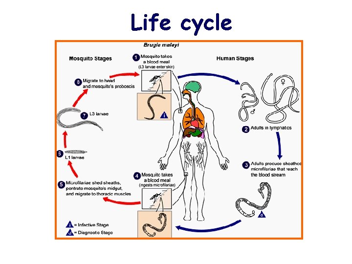 Life cycle 