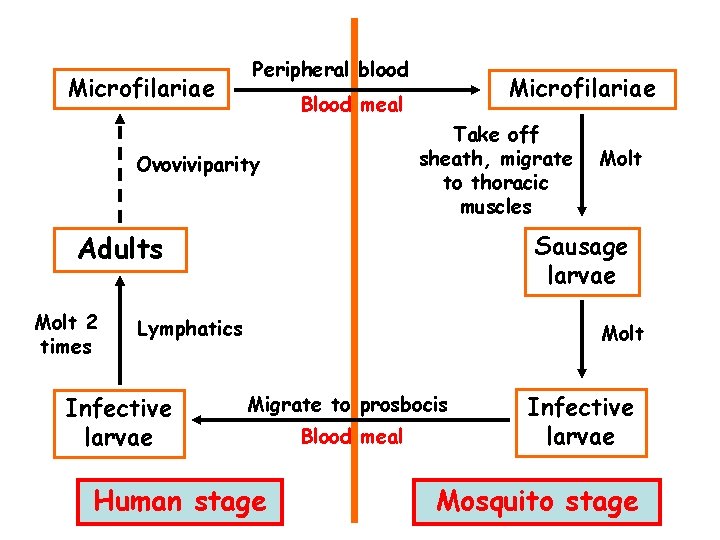 Microfilariae Peripheral blood Microfilariae Blood meal Take off sheath, migrate to thoracic muscles Ovoviviparity