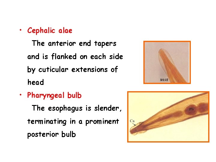  • Cephalic alae The anterior end tapers and is flanked on each side