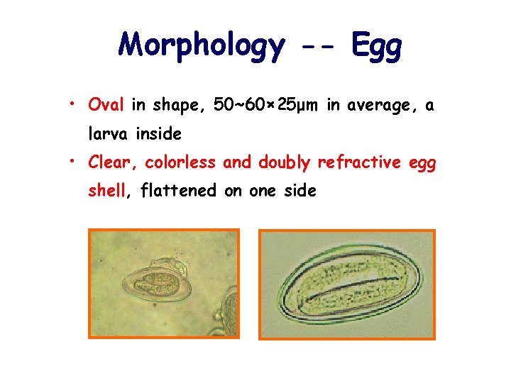 Morphology -- Egg • Oval in shape, 50~60× 25μm in average, a larva inside