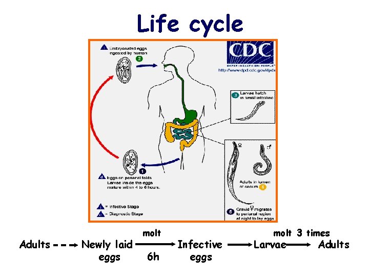 Life cycle Adults Newly laid eggs molt 6 h Infective eggs molt 3 times