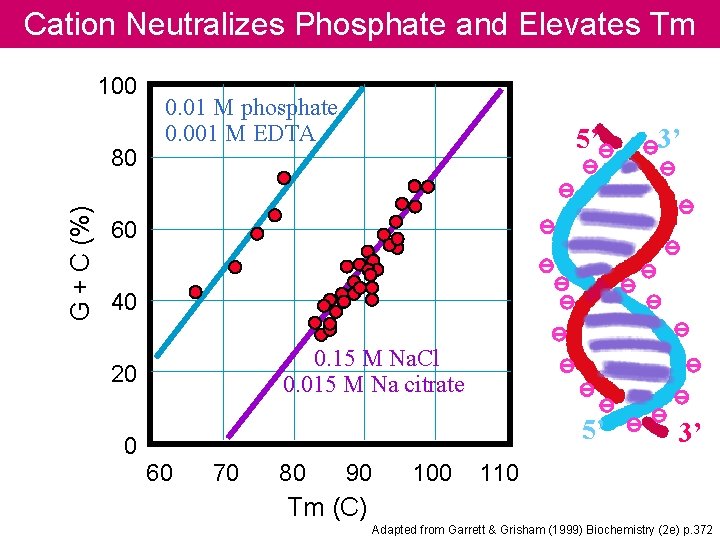 Cation Neutralizes Phosphate and Elevates Tm 100 G + C (%) 80 0. 01