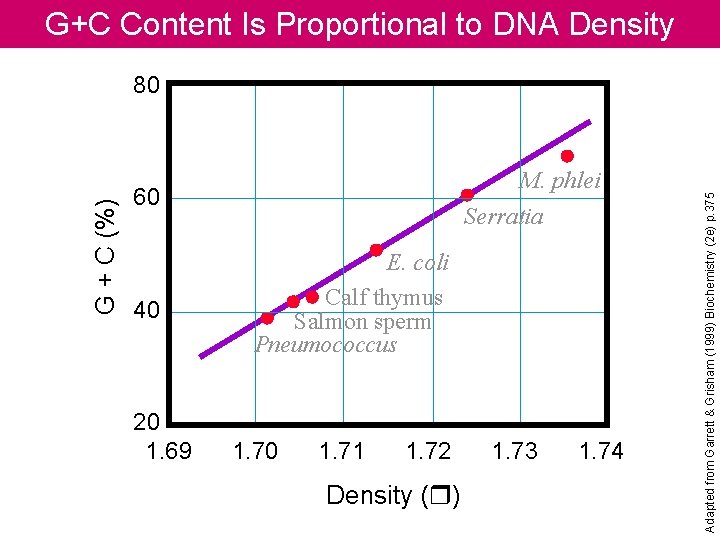 G+C Content Is Proportional to DNA Density M. phlei Serratia 60 40 20 1.