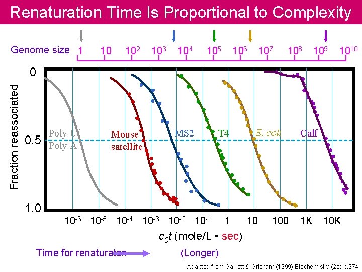Renaturation Time Is Proportional to Complexity Genome size 1 10 102 103 104 105