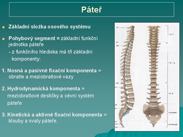 Páteř u Základní složka osového systému Pohybový segment = základní funkční jednotka páteře -